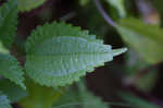 Canadian clearweed